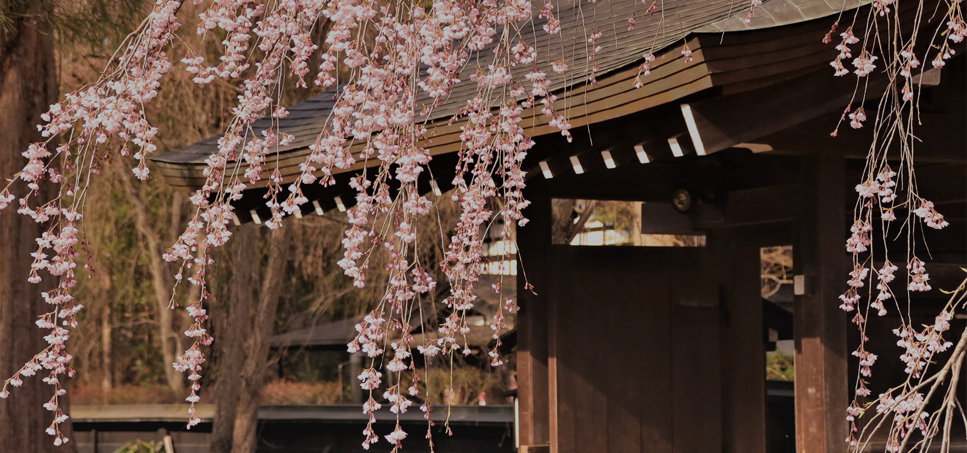 武家屋敷と桜